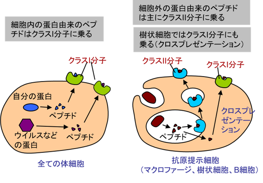 いつでもLOUPE