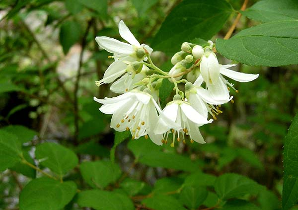 卯の花の歌 いつでもloupe