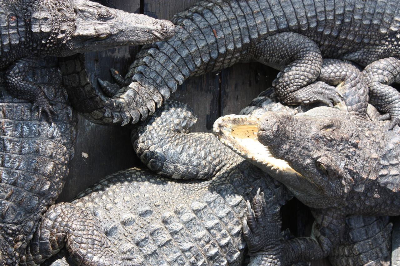 因幡の白兎は改心なんかしない こう見えて求道系なんです