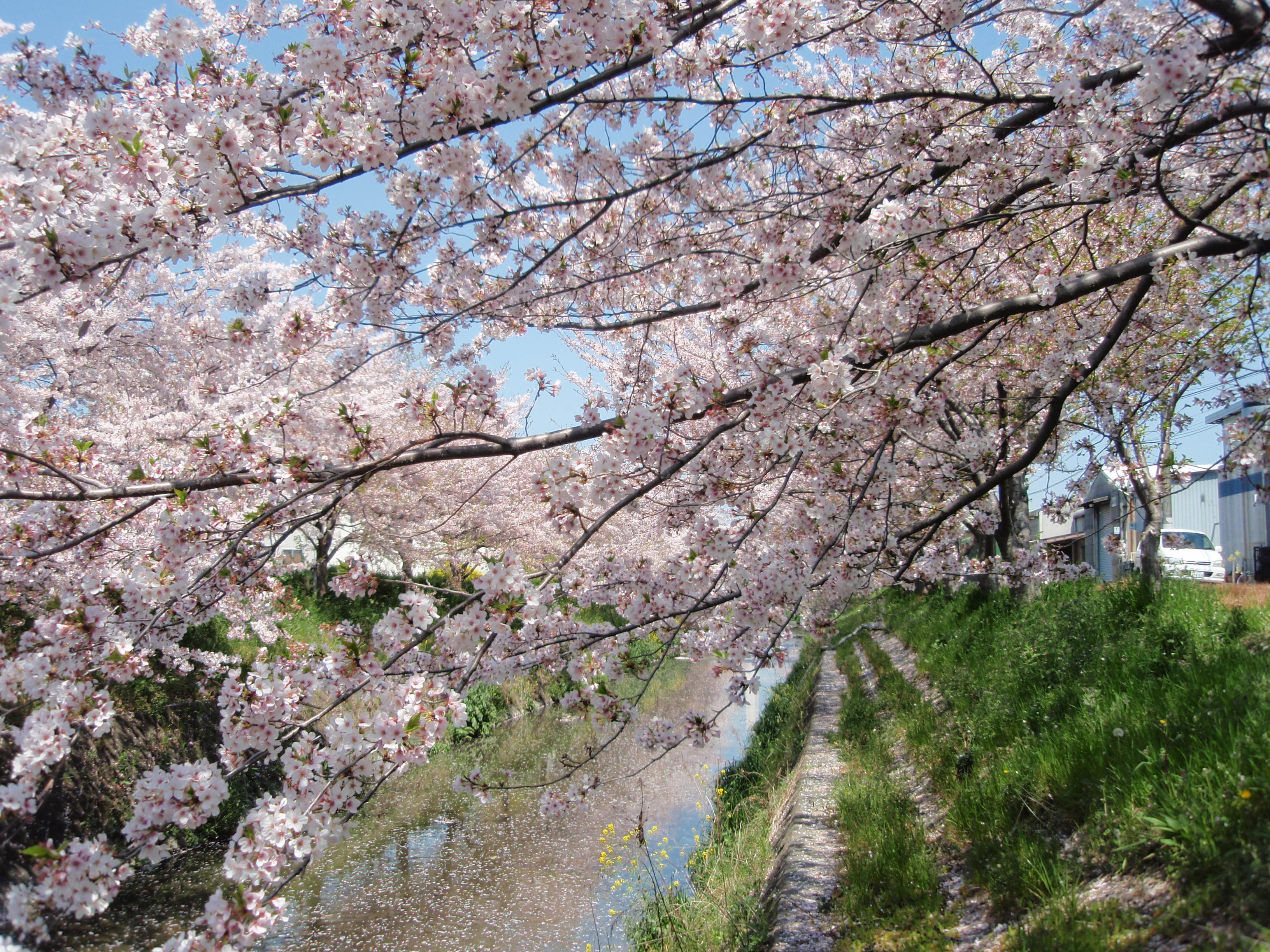 奈良の桜 奈良おすすめ観光スポット紹介 奈良観光情報