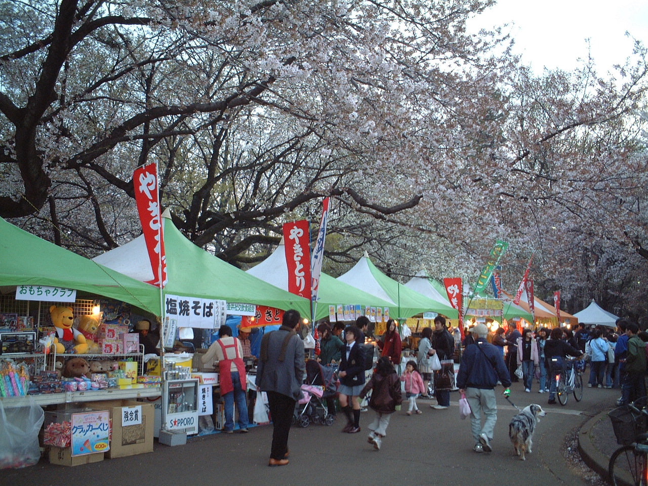 小金井公園 桜まつり ｐｈｏｔｏ日記
