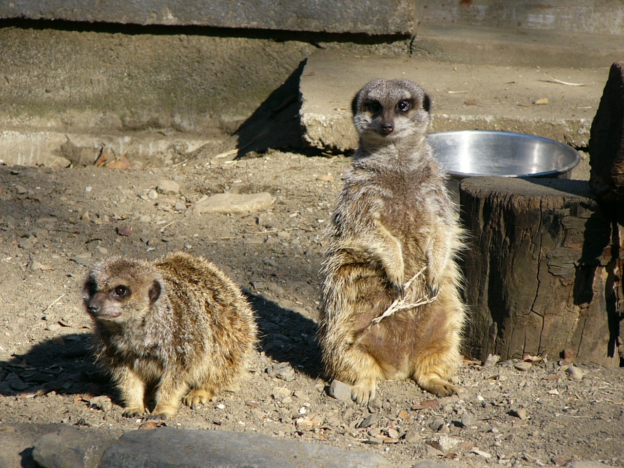 ｐｈｏｔｏ日記 ライオンキングのティモン