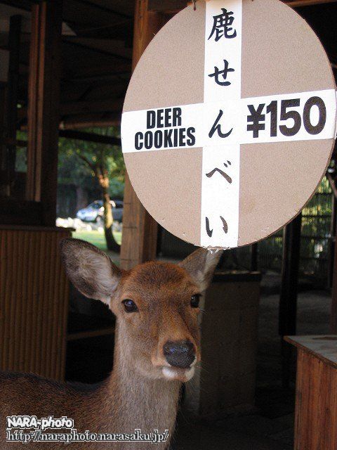 Deer Cookies