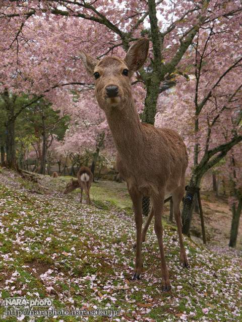 写真7
