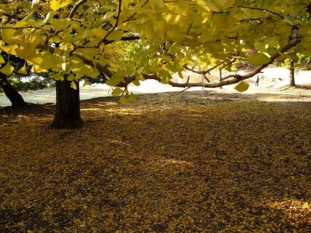 大仏池の紅葉1