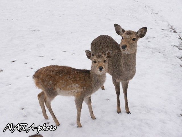 子鹿 バンビ 物語13 Vol 53 雪の日の秋生まれの子鹿ちゃん しかふぇち Nara Photo Blog 子鹿 バンビ 物語13 Vol 53 雪の日の秋生まれの子鹿ちゃん しかふぇち Nara Photo Blog
