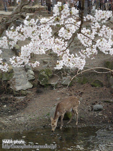 桜2