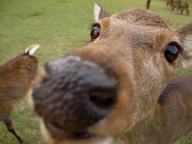 鹿1
