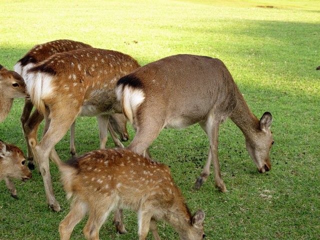 モチモチぽんた 日本鹿の夏毛 鹿の衣替え vol.5 夏毛→冬