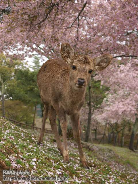 写真8