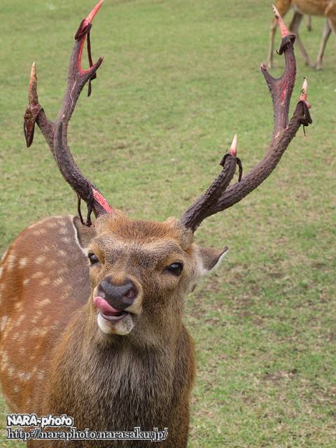 奈良公園の雄鹿の角のサイクル ゆるしか Nara Photo Blog