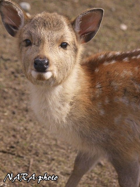 子鹿（バンビ）物語2014 vol.85 秋生まれの子鹿ちゃんの衣替え