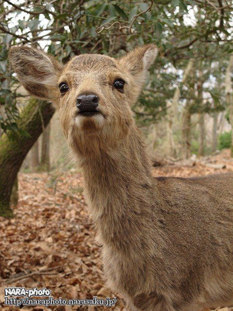 若草山特集 Vol 2 若草山での鹿スナップ 1 ゆるしか Nara Photo Blog 若草山特集 Vol 2 若草山での鹿スナップ 1 ゆるしか Nara Photo Blog