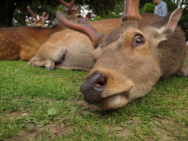 寝る間が極楽 Vol 6 鹿スナップ しかふぇち Nara Photo Blog