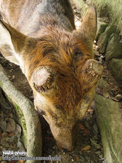 奈良公園の雄鹿の角のサイクル : ゆるしか ～ NARA-Photo Blog