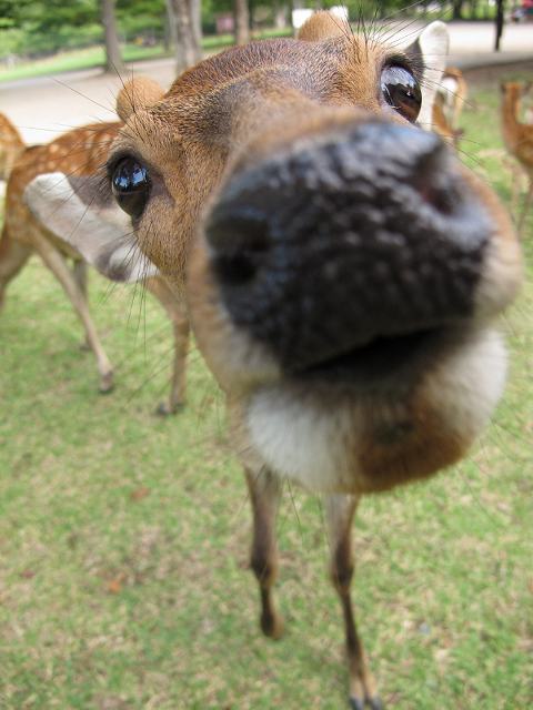 鹿3