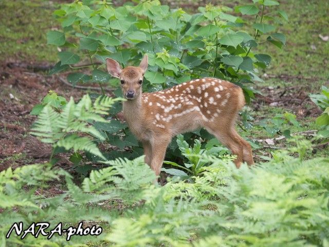 子鹿の皮 バンビちゃん 【新作，最新作】