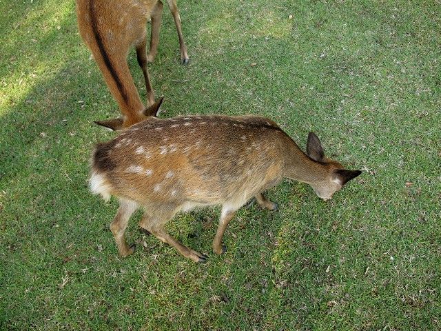 天然日本鹿　夏毛　毛皮 天然日本鹿の夏毛皮 大きなサイズ レザー用