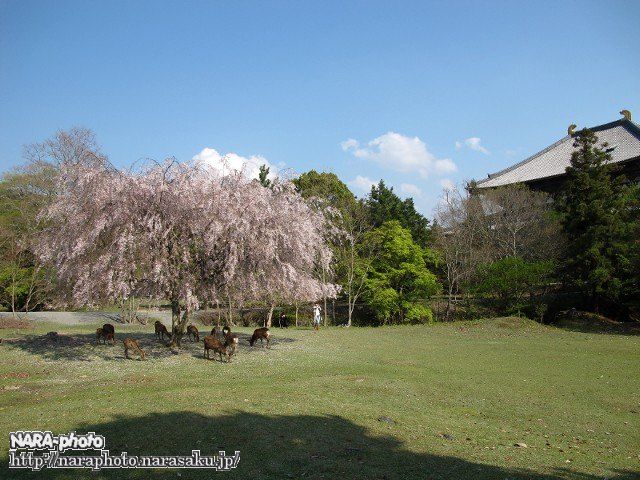 桜&鹿8