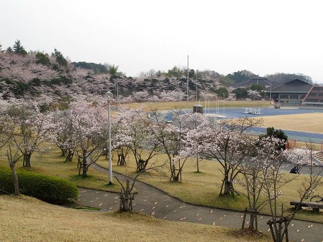 桜8