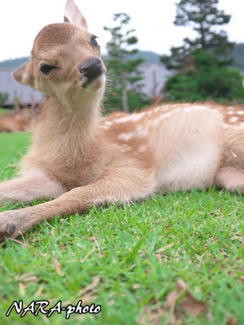 めちゃくちゃかわいい！リヤドロ　バンビ　子鹿と蝶　絶版品 バンビ | リヤドロ公式オンライン