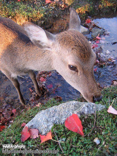 飛火野の紅葉4