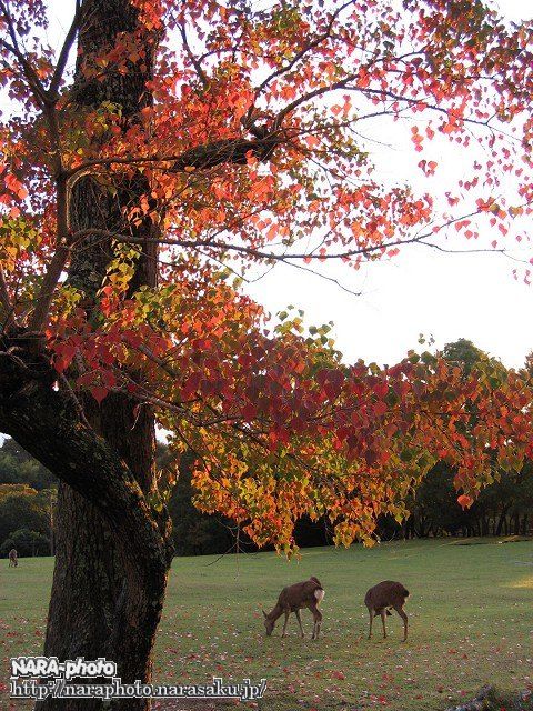 飛火野の紅葉5