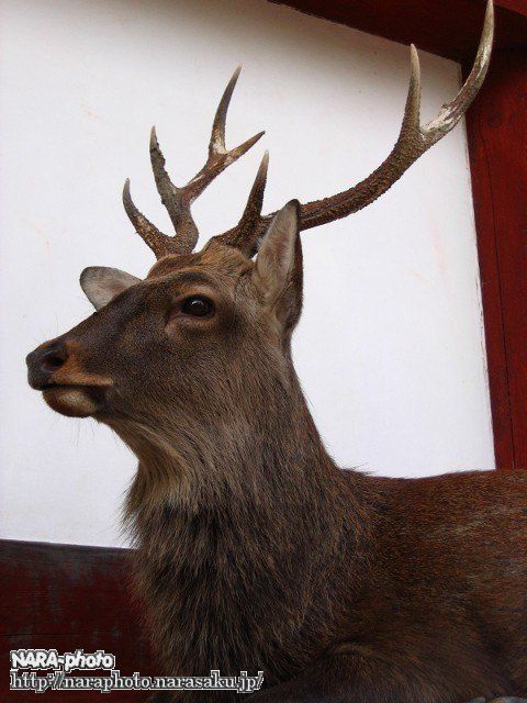 大きい　鹿の角 奈良県　清掃済み まとめ】驚くべき！奈良の自動ドアを突破する鹿ちゃんのその後