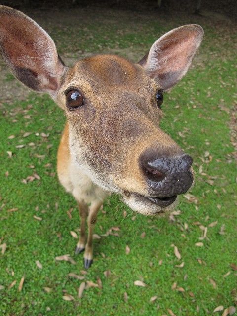 モチモチぽんた 日本鹿の夏毛 鹿の衣替え vol.5 夏毛→冬毛編 : ゆるし