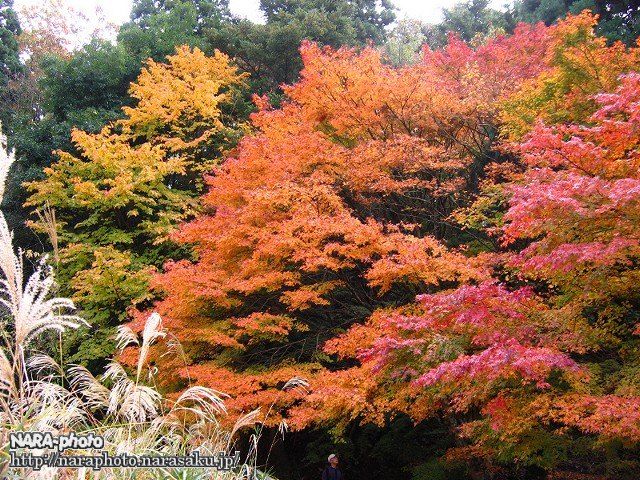 地獄谷新池周辺の紅葉２