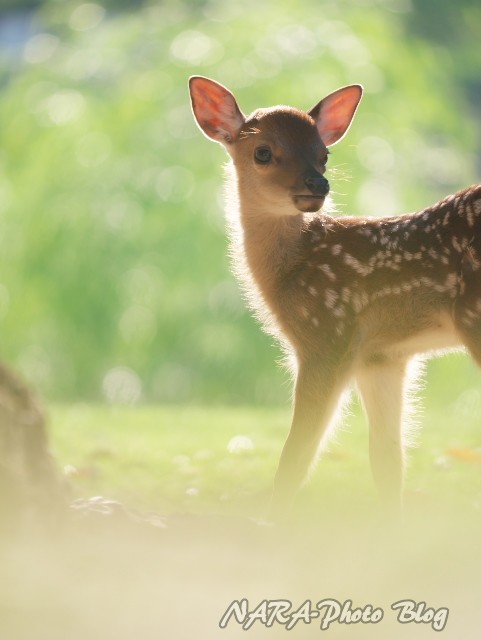 子鹿（バンビ）物語2020 vol.1 ぼくのみらいは ひかりかがやく