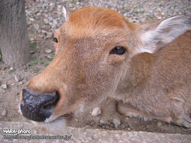 シュマイケルちゃん5