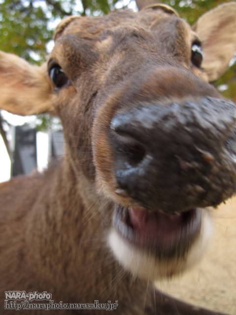 鹿7