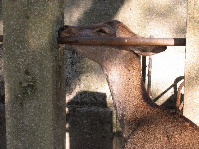 鹿3
