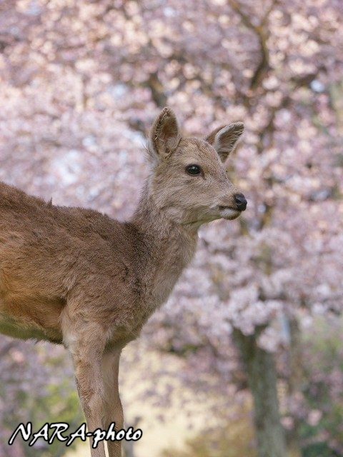 P1330364raw 写真3