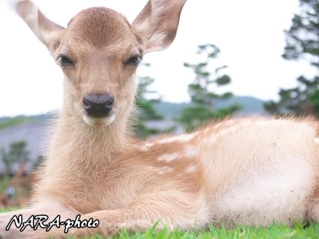 めちゃくちゃかわいい！リヤドロ　バンビ　子鹿と蝶　絶版品 バンビ | リヤドロ公式オンライン