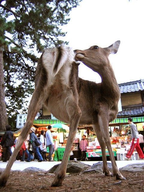 鹿1
