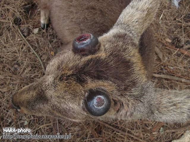 奈良公園の雄鹿の角のサイクル しかふぇち Nara Photo Blog 奈良公園の雄鹿の角のサイクル しかふぇち Nara Photo Blog