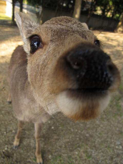 鹿2