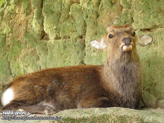 奈良公園の雄鹿の角のサイクル : ゆるしか ～ NARA-Photo Blog