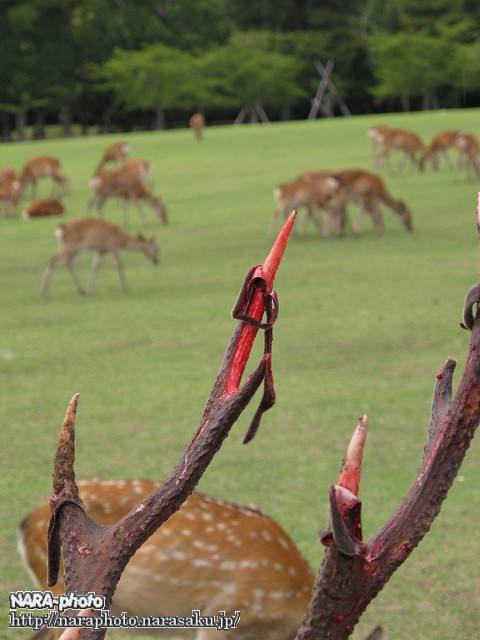奈良公園の雄鹿の角のサイクル ゆるしか Nara Photo Blog