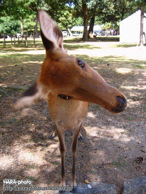 鹿ポートレイト5