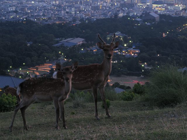 燈花会5