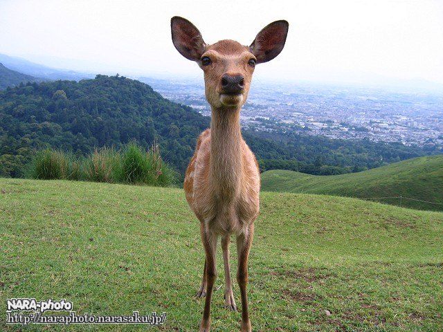 若草山山頂の鹿１