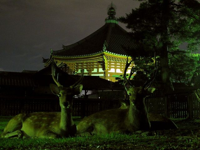 なら燈花会8