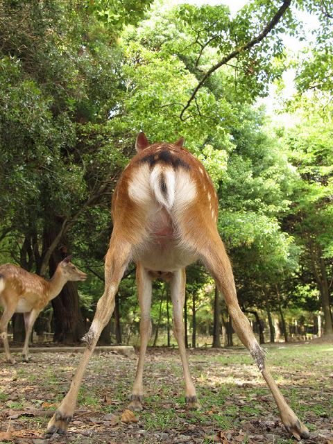 鹿のおしりコレクション vol.2 : ゆるしか ～ NARA-Photo Blog