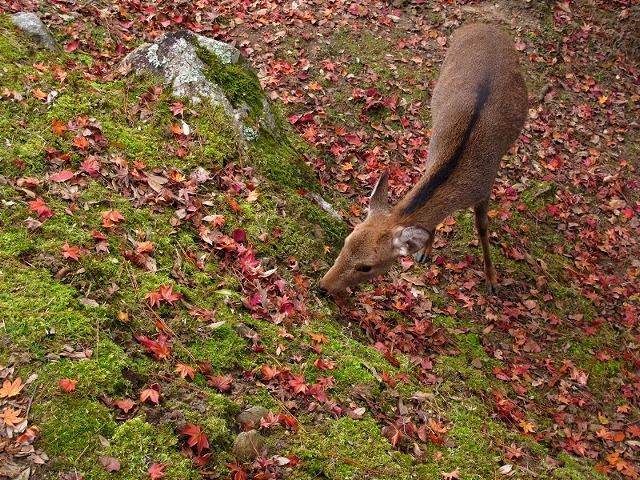 奈良公園2