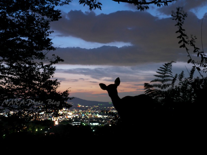 鹿シルエット Vol 109 夜景と鹿 ゆるしか Nara Photo Blog