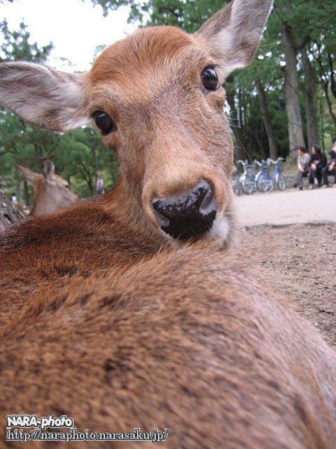 シュマイケルちゃん10
