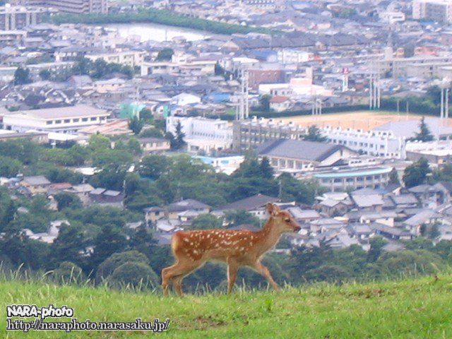 母さんはどこ？９